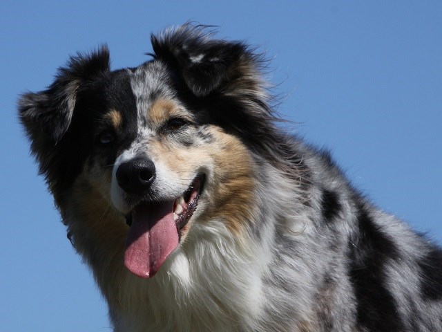 Miniature Australian Shepherd thumbnail